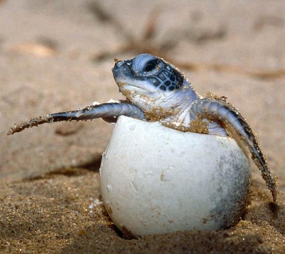 Olive Ridley turtle. French Guiana