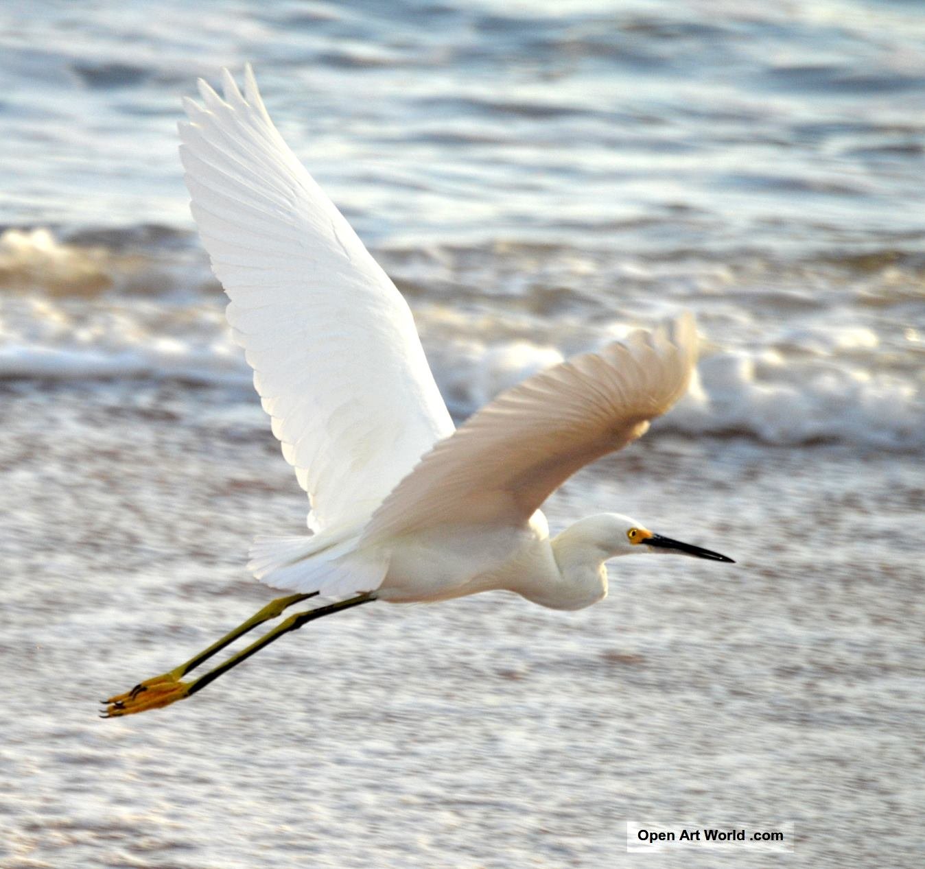 egret_in_flight